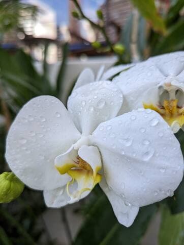 Luxe Penthouse; 2 Pools, Ocean Views at Casa Yaka