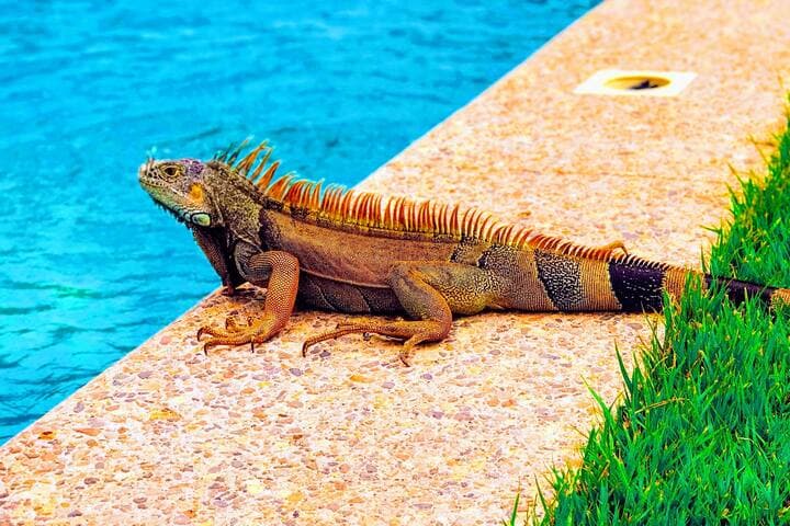 Stylish condo on the pool, near beach at Casa Yaka