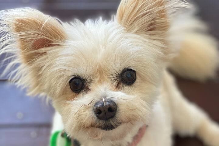 Say hi to Holly. She does not come with the property, but you are welcome to bring your pet.