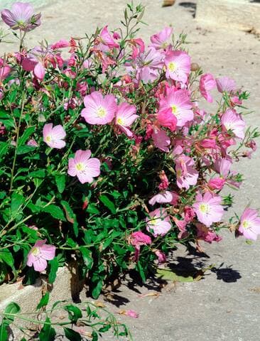 Enjoy a stroll in our picture perfect traditional village, steps away from your front door