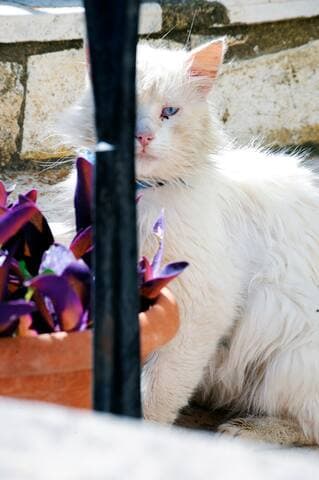 Traditional Greek Maisonette in Antiperni village