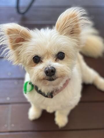 Say hi to Holly. She does not come with the property, but you are welcome to bring your pet.