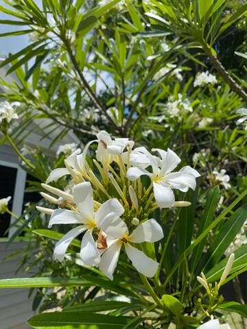 Even though you can cross the street to the botanical gardens, we have some perfect blooms of our own.