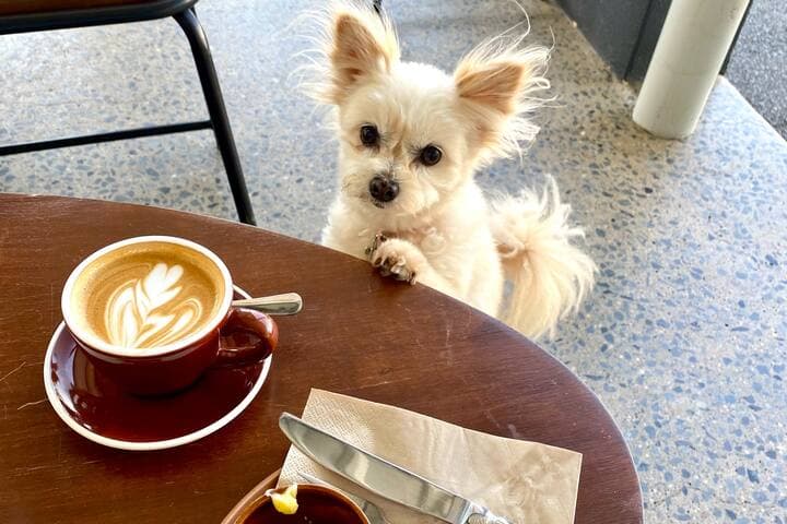 Did you know that all the cafes & restaurants in Edge Hill love our furry friends? All the more reason to bring yours for your stay in our Villa.