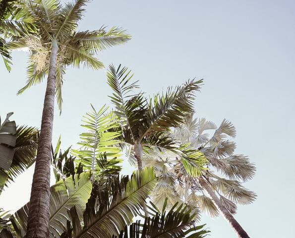 Think of Cairns as your dream Tropical Paradise. Our winters (June - Sept) are magnificent with daily temps ranging from low to mid teens and highs being no more than 25 C. Cloudless sunny days are very common perfect for exploring the Great Barrier Reef